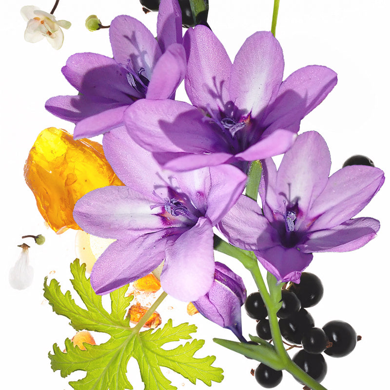 50ml KOEC Luna Viola Viola Fra - Perfume Fragrance Moisturizer recensione e prezzo